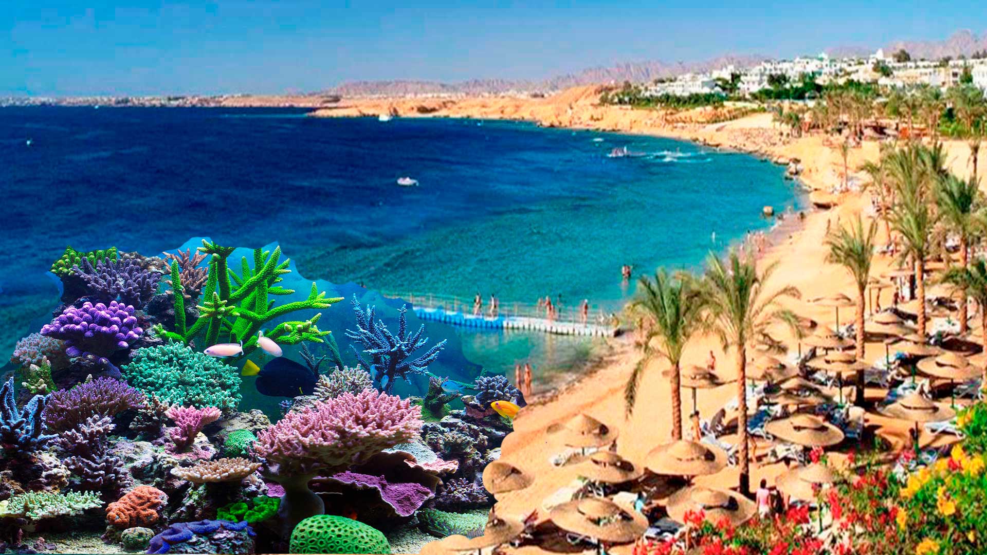  Шарм-эль-Шейх - коралловый рай Египта.