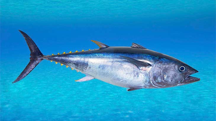 Морская рыба тунец
