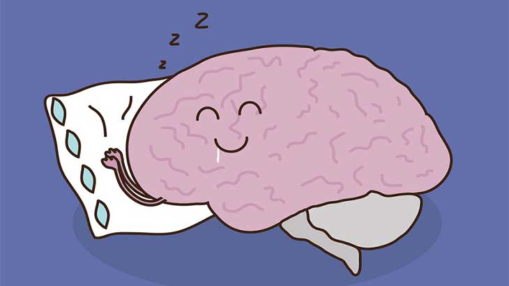 Мозг во сне