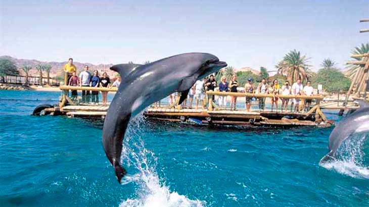 Общение с дельфинами  