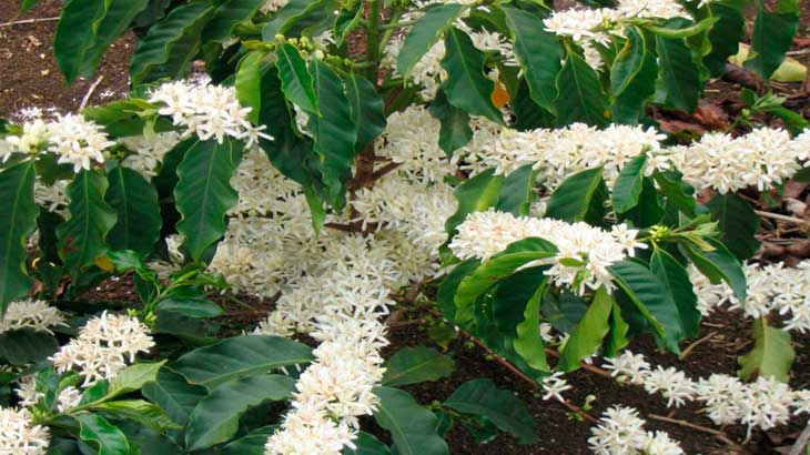 Кофейное дерево цветет белыми цветами.