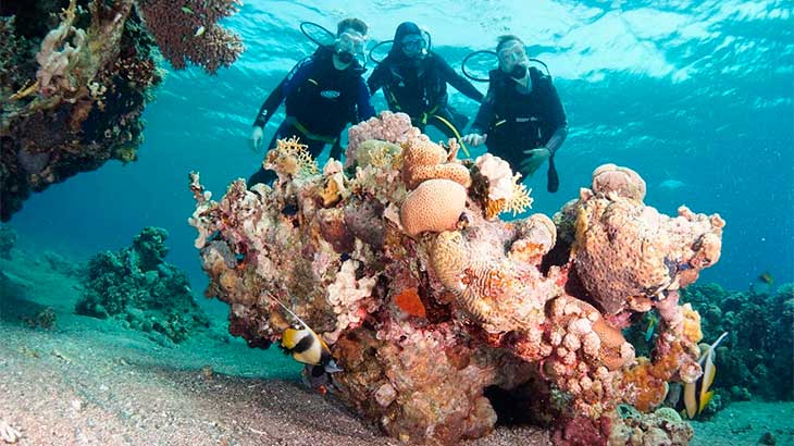 Кораллы Красного моря 