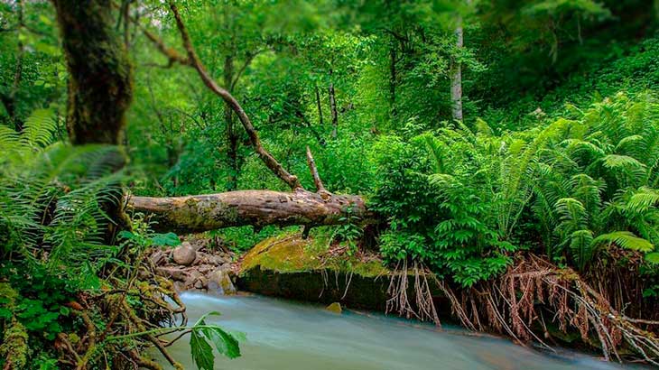 Самурский лиановый лес в Дагестане. 