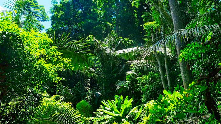 Тропический лес в Национальном парке.