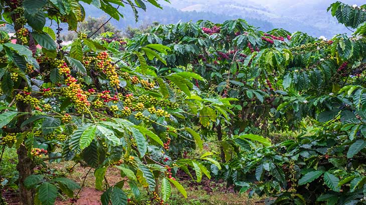  Выращивание кофе на плантациях.