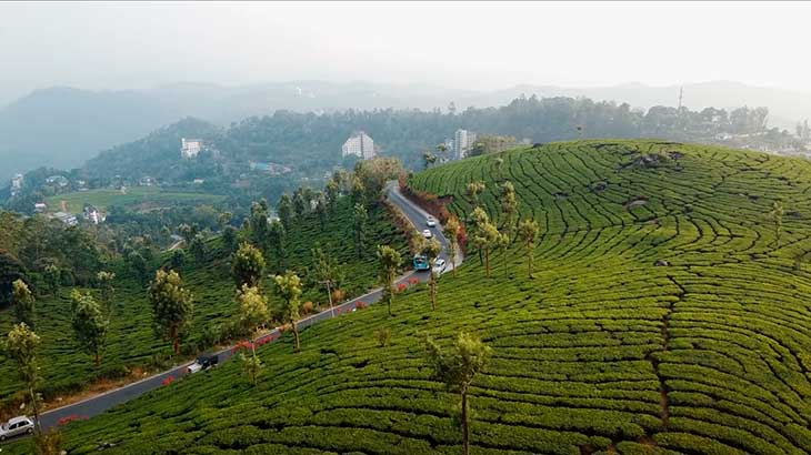 Чайные плантации в Шри-Ланке. 