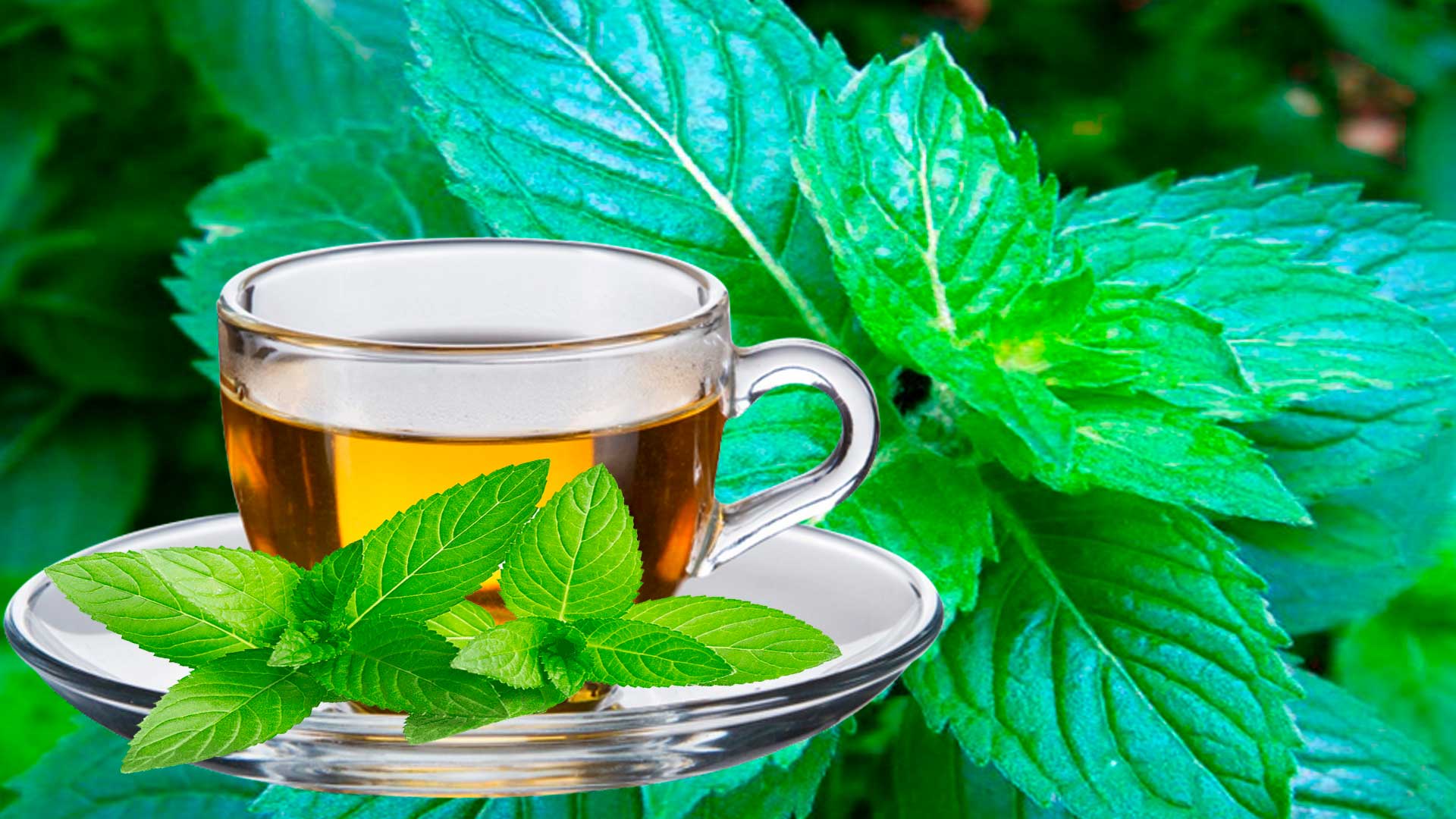 Польза мяты в чае, как употреблять без вреда для здоровья